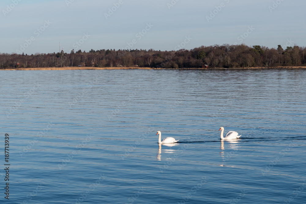 Graceful swans in calm water