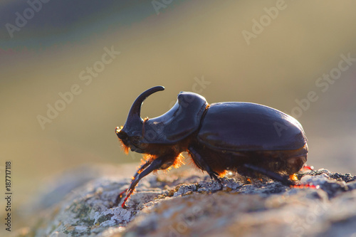 European rhinoceros beetle in the wild - Oryctes nasicornis