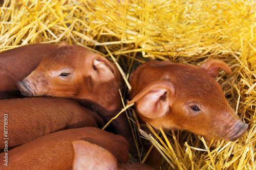 Little red piggys
