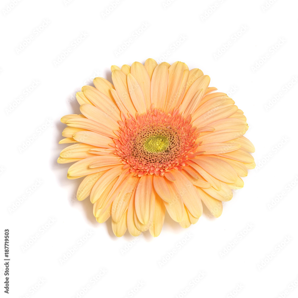 Orange gerbera flower on white background Orange gerbera flower on white background