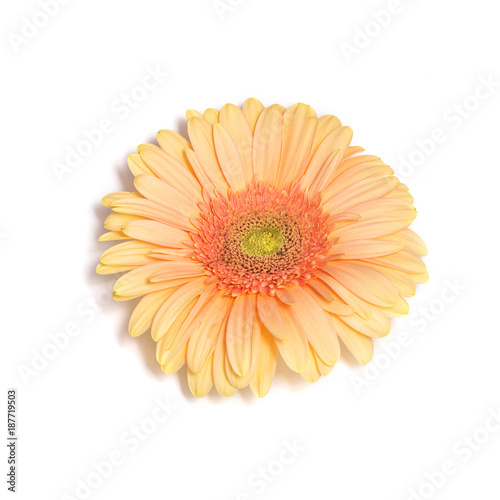 Orange gerbera flower on white background