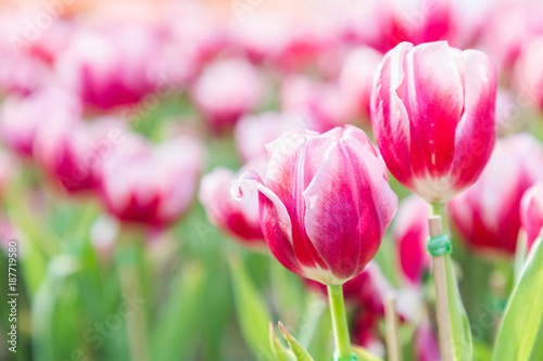 Beautiful tulips in tulip field with green leaf background at winter or spring day. broken tulip.