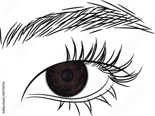 Dark Brown Eye . Beautiful female  eye