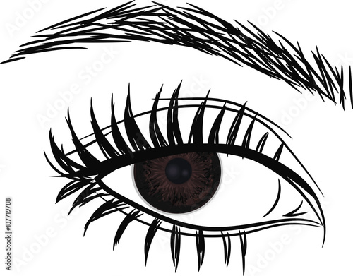 Dark Brown Eye . Beautiful female  eye