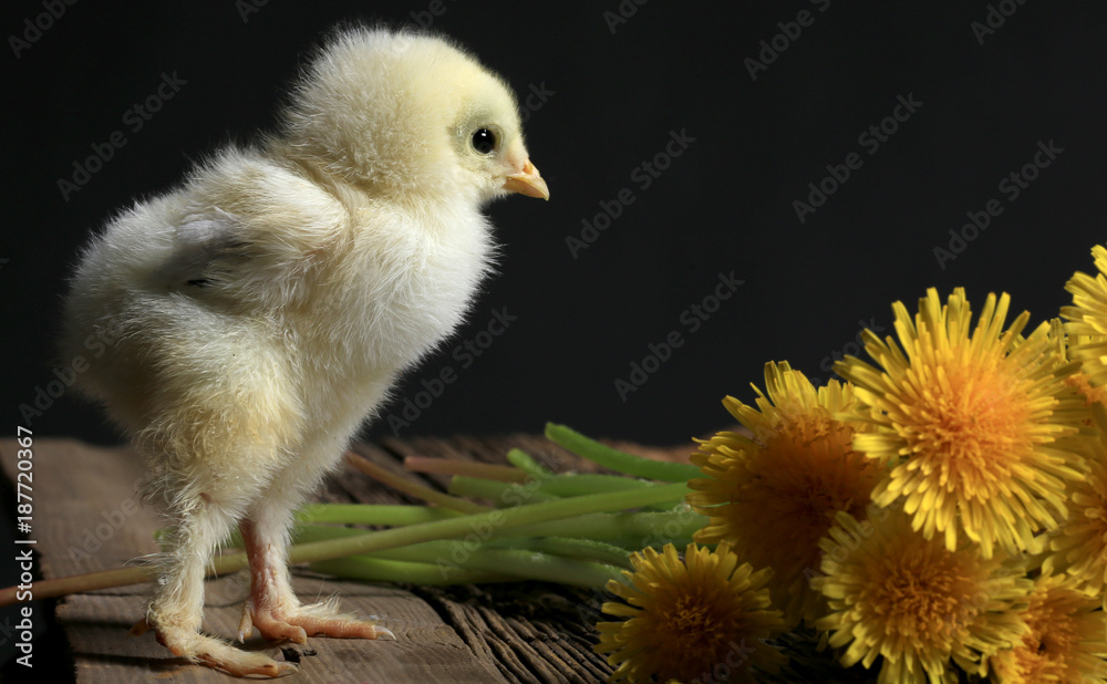 Portrait of a small chicken