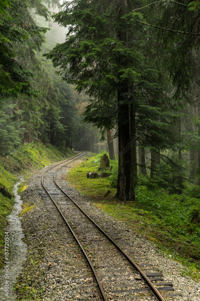 Railroad through forest