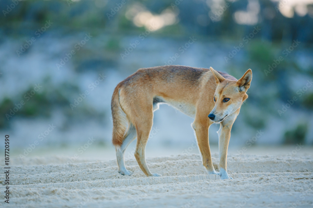 Obraz premium Dingo on the beach in Great Sandy National Park, Fraser Island Waddy Point, QLD, Australia