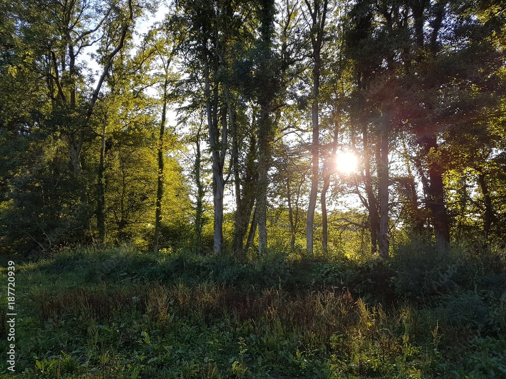 Fototapeta premium Waldsonne