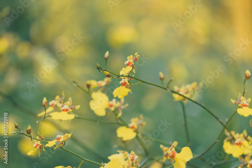Spring scenes of yellow oncidium orchid branch in the garden with abstract green soft vintage nature background
