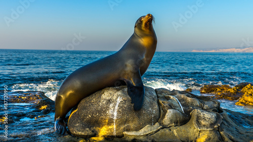 Canvas Print Sealion posing