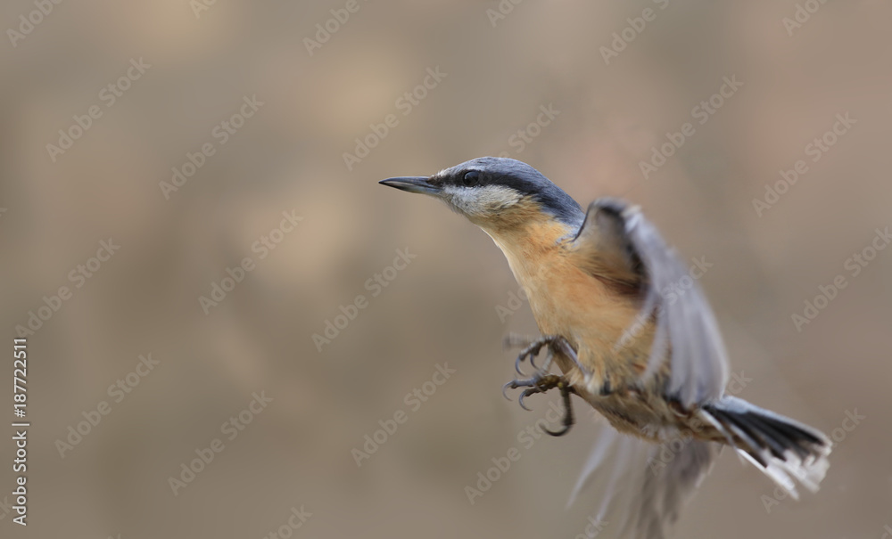 Nuthatch performs a Vertical takeoff Nuthatch performs a Vertical takeoff