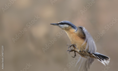 Nuthatch performs a Vertical takeoff © chermit