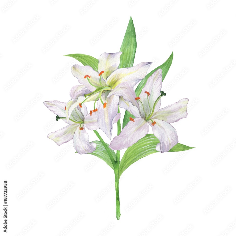 Watercolor bouquet of lily. White flowers.