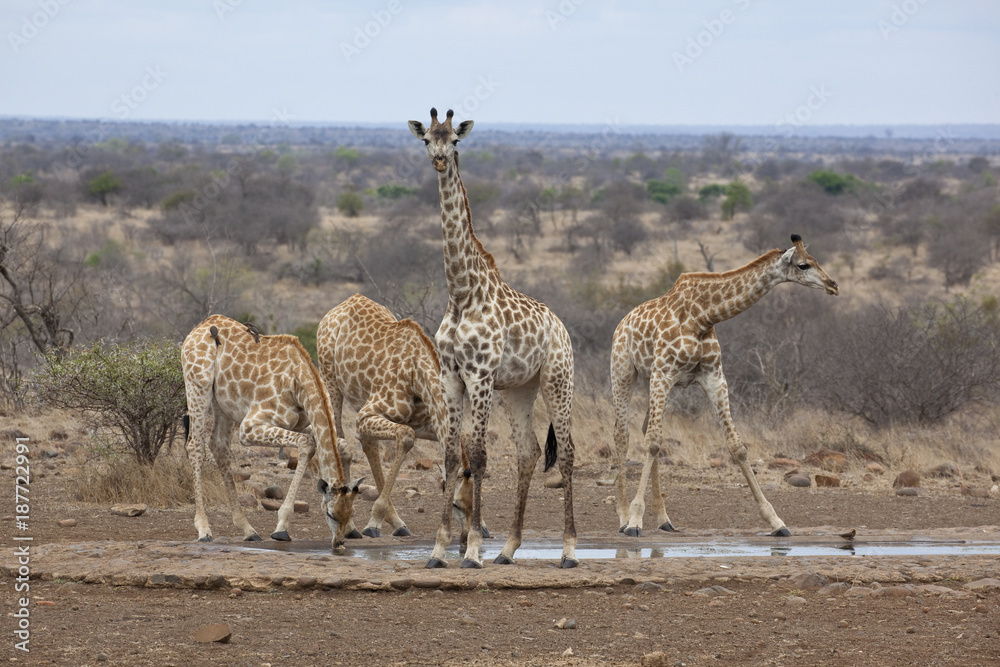 Obraz premium Four Southern Giraffe drinking at waterhole