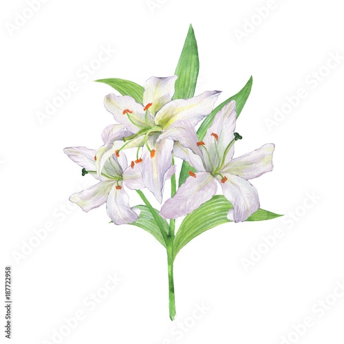Watercolor bouquet of lily. White flowers. © Gribanessa