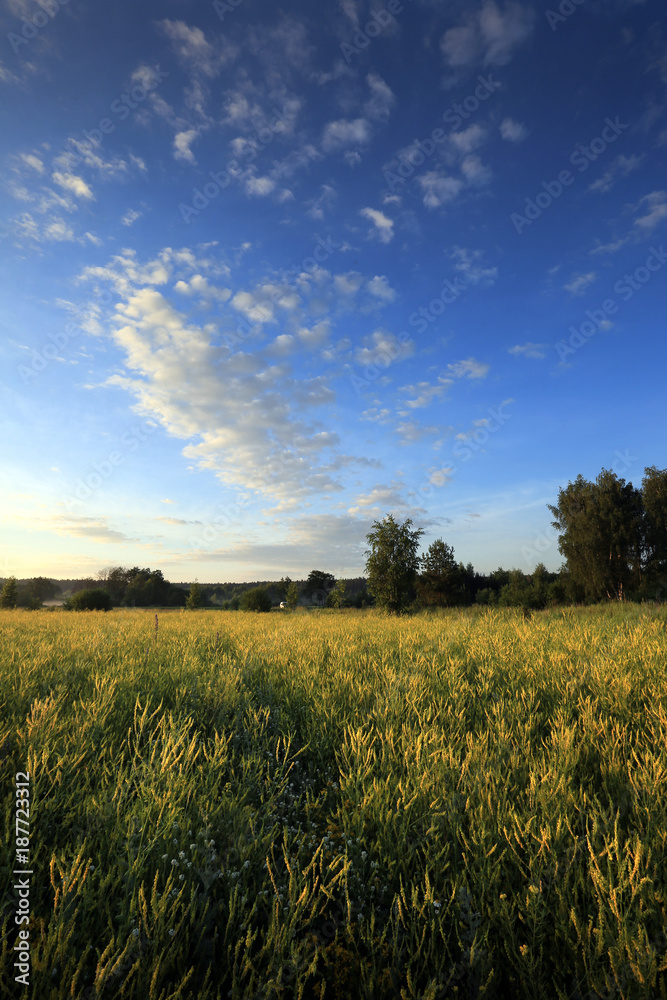 sunrise in summer field