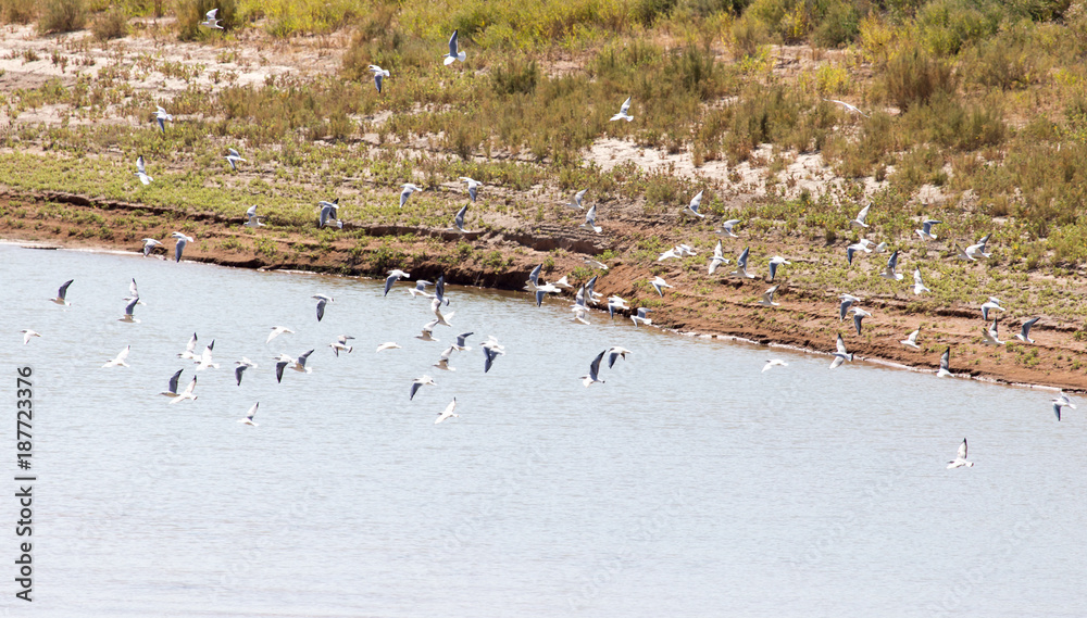 flock of gulls on the river flock of gulls on the river