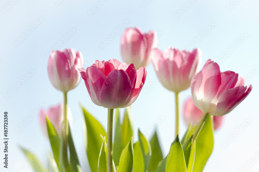 Developed pink tulips against a sky