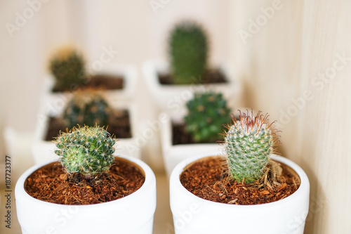 cactus plant in white ceramic pots