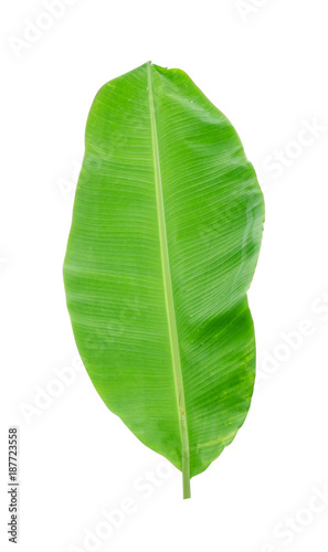 Green banana leaf isolated on white background with clipping path.