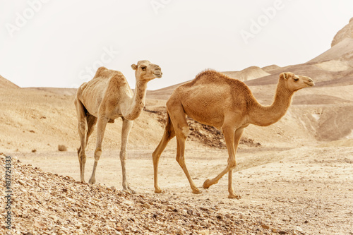 Group of dromedary camels walking in wild desert heat nature.