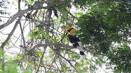 Great hornbill at Khao Yai national park, THAILAND