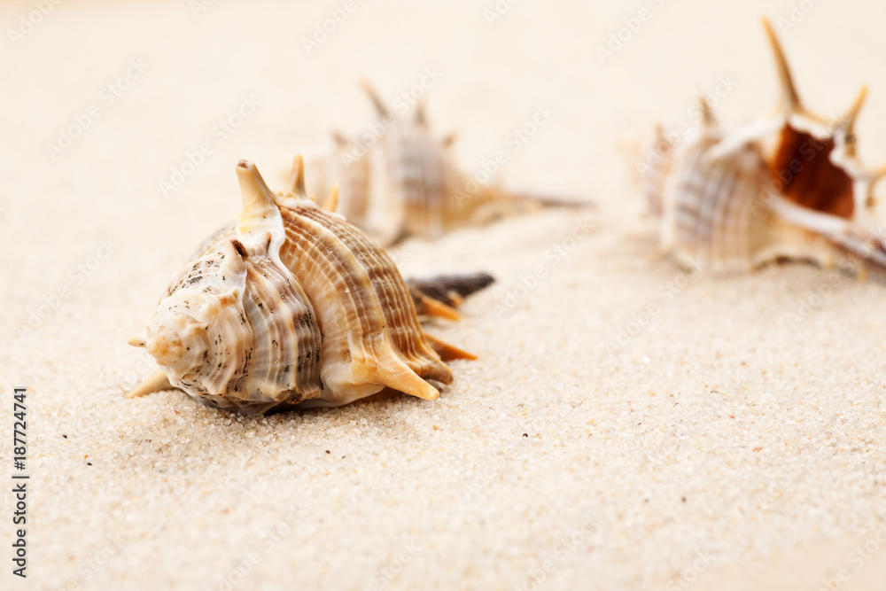 Empty seashells in the sand on a beach Empty seashells in the sand on a beach