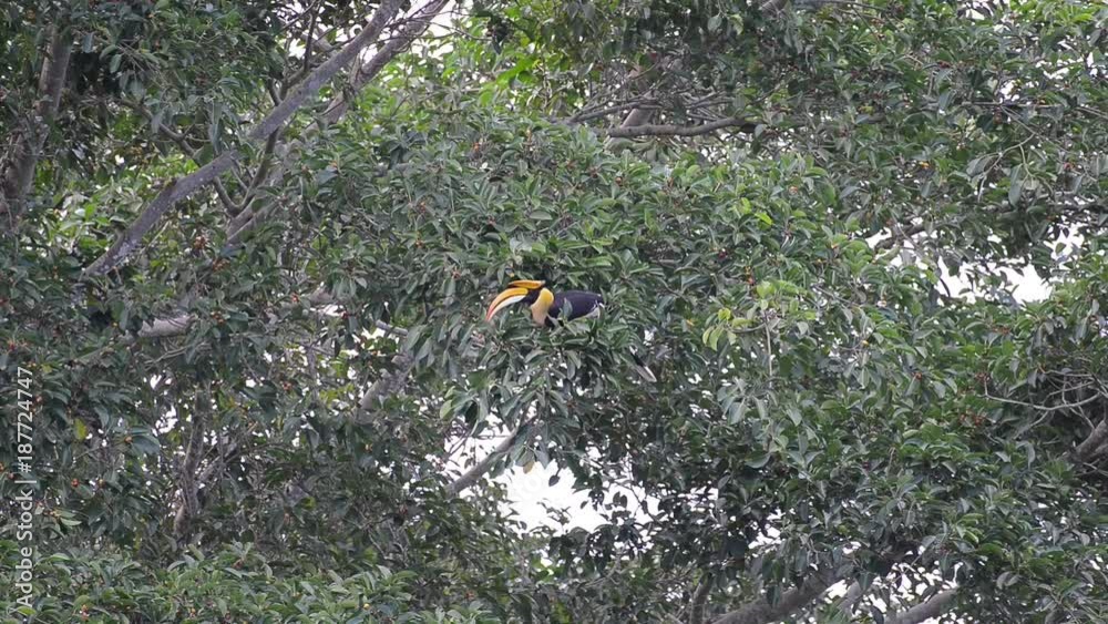 Great hornbill at Khao Yai national park, THAILAND Great hornbill at Khao Yai national park, THAILAND