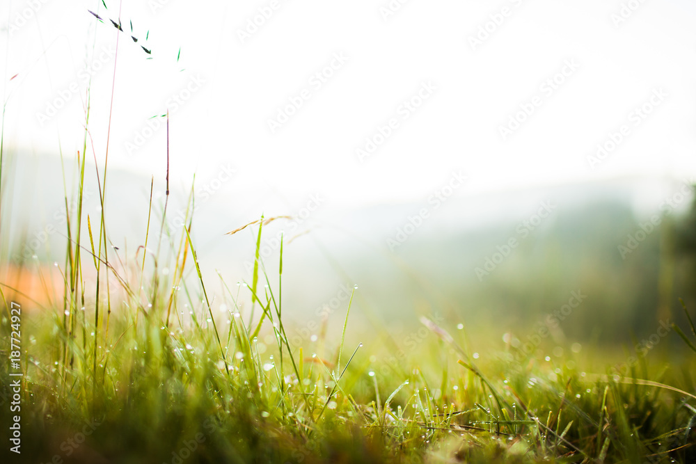 Drops of dew on the grass in the morning ligh