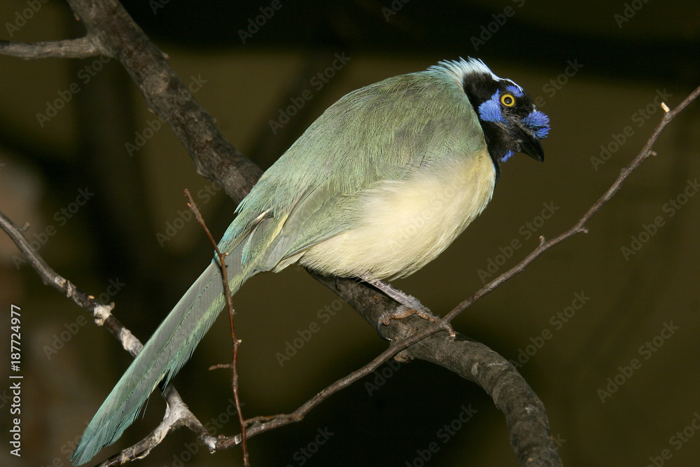 Fototapeta premium Grünhäher oder Inkahäher, Cyanocorax yncas