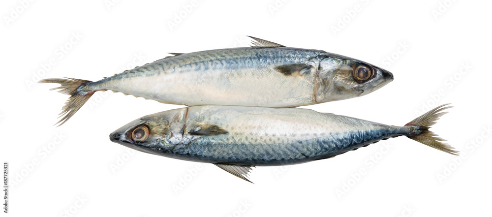 Fresh mackerel isolated on white background with clipping path. Fresh mackerel isolated on white background with clipping path.