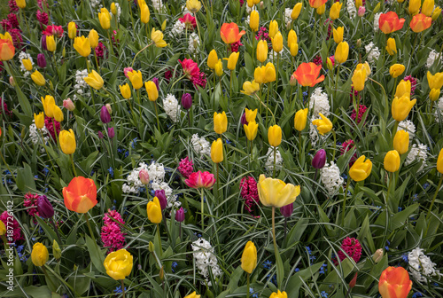 colorful tulips and hyacinths blooming in a garden photo