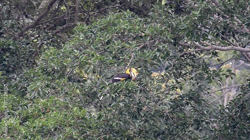 Great hornbill at Khao Yai national park, THAILAND