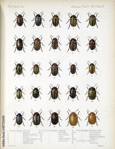 Illustration of beetles