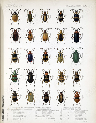 Illustration of beetles © ruskpp