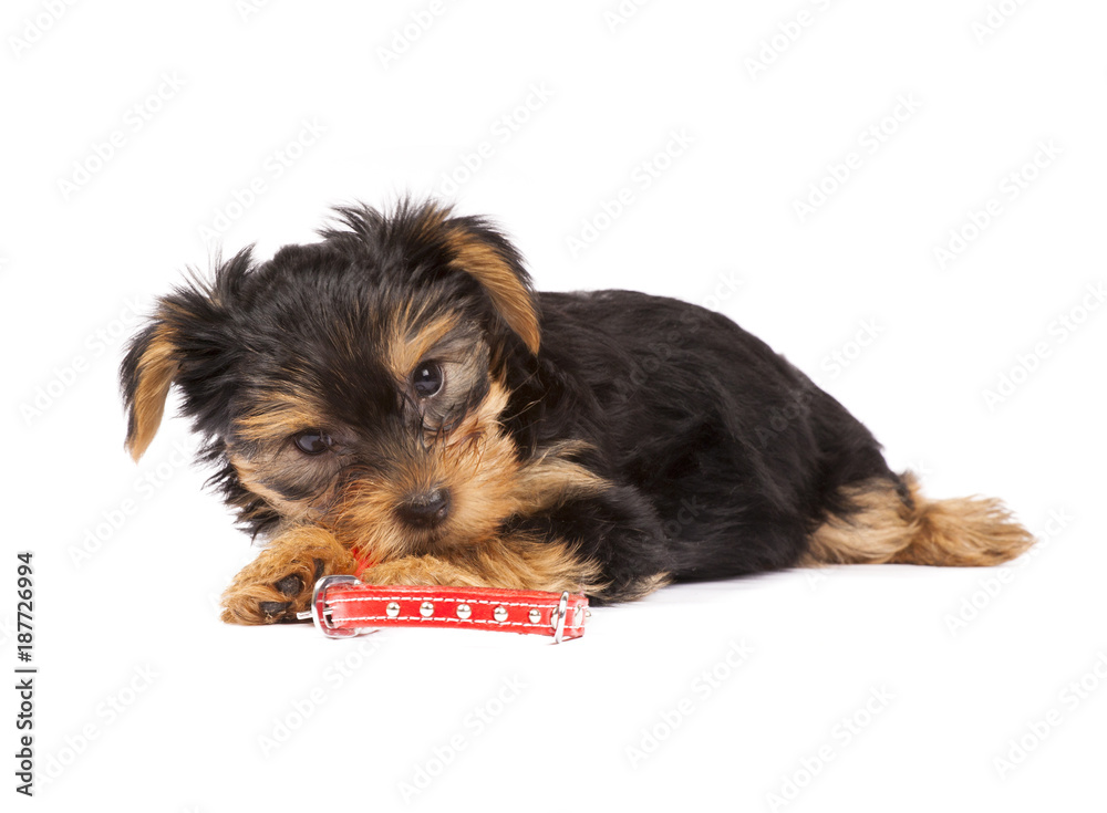 Yorkshire Terrier puppy with red collar Yorkshire Terrier puppy with red collar