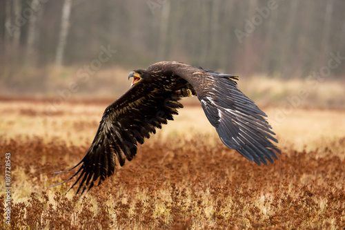 Seeadler im Flug ohne Geschüh