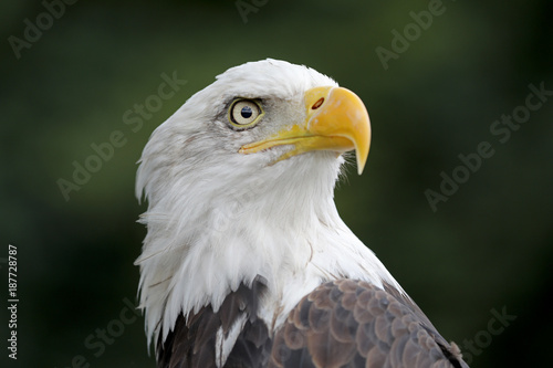 Close up view of American Bald Eagle