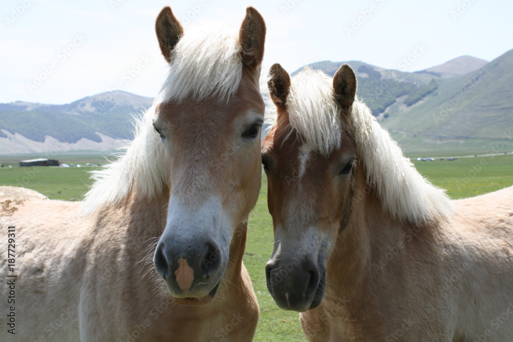 Fototapeta premium Insieme