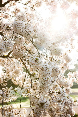 Sunlgiht flare coming through the white sakura cherry blossom flowers on a branch in Tokyo, Japan photo