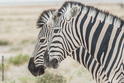 Large Burchell s Zebra herds on the southern edge of the Etosha pan near the Namutoni camp  Etosha National Park  Namibia