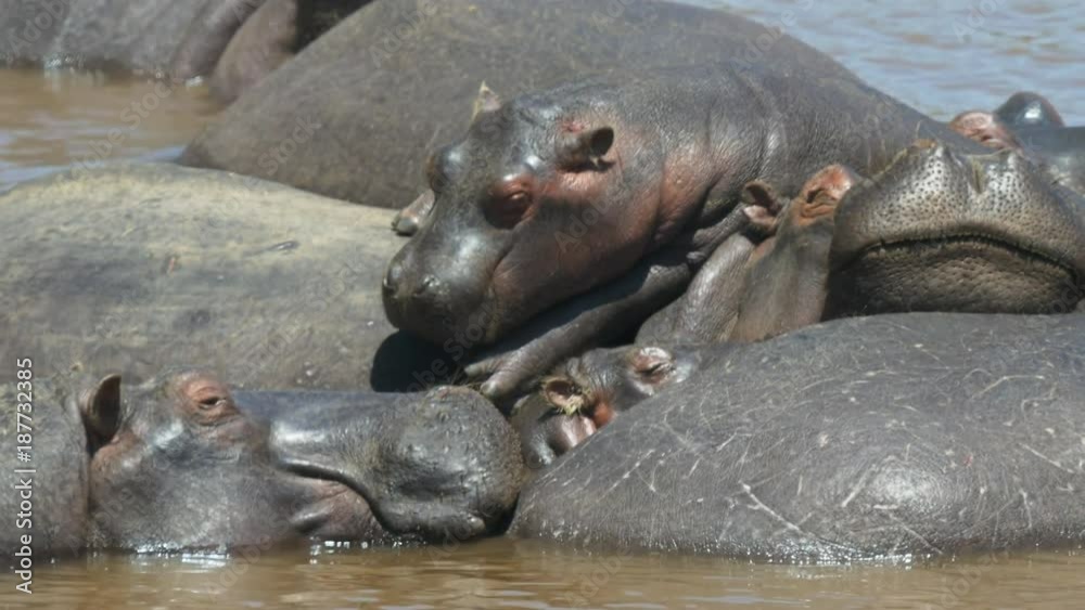 hippos piled on top of each other sunbathing in mara river at masai mara game reserve, kenya hippos piled on top of each other sunbathing in mara river at masai mara game reserve, kenya