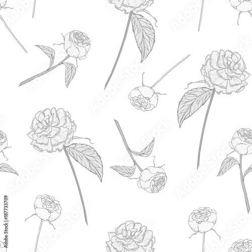 Elegant seamless pattern with blooming roses on white background