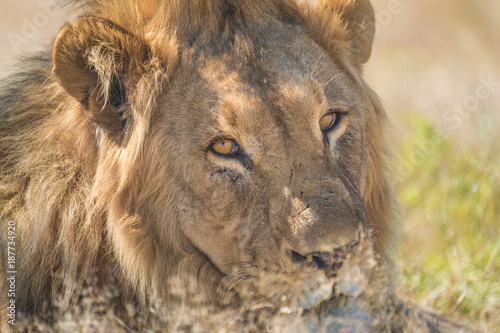 Closeup of a lion at Nebrownii waterhole  Okaukeujo  Etosha National Park  Namibia