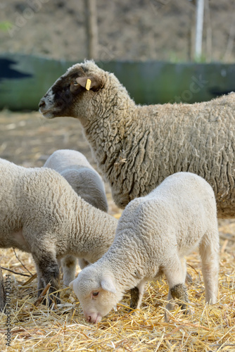 newborn lambs on the farm