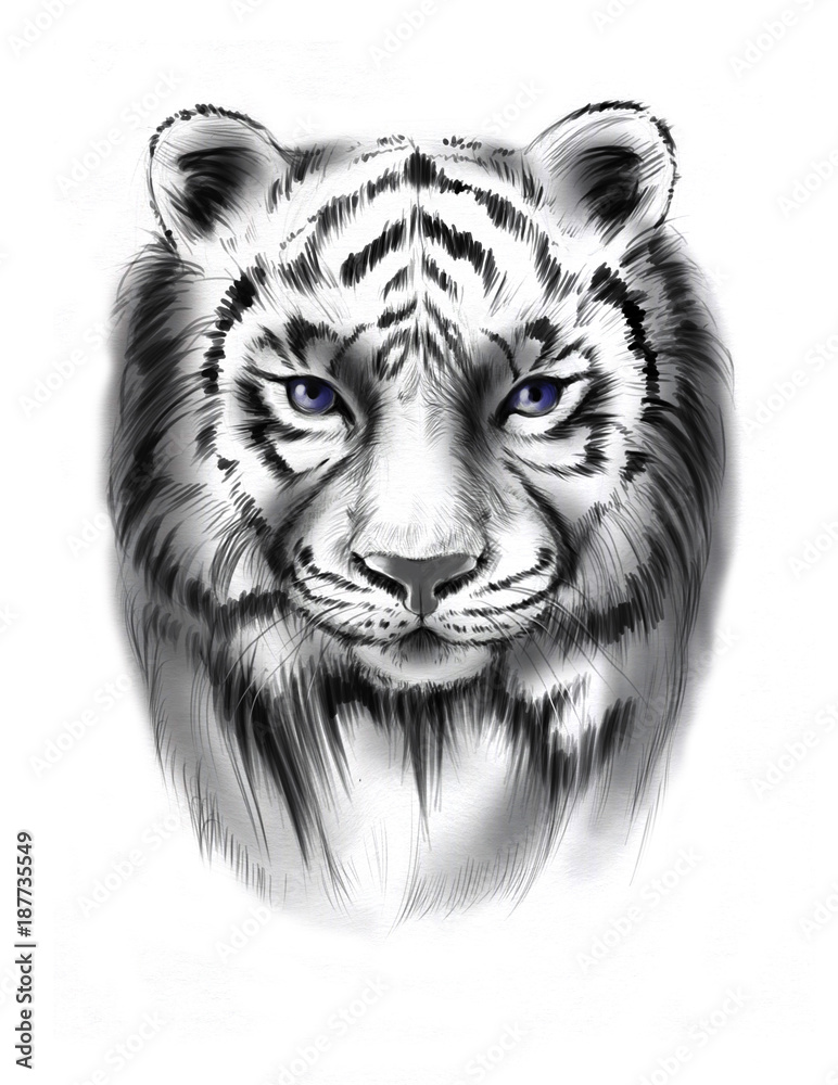 Hand-drawn line art portraits of the tiger in graphic style. Tattoo sketch,  black and white illustration. Stock Illustration | Adobe Stock