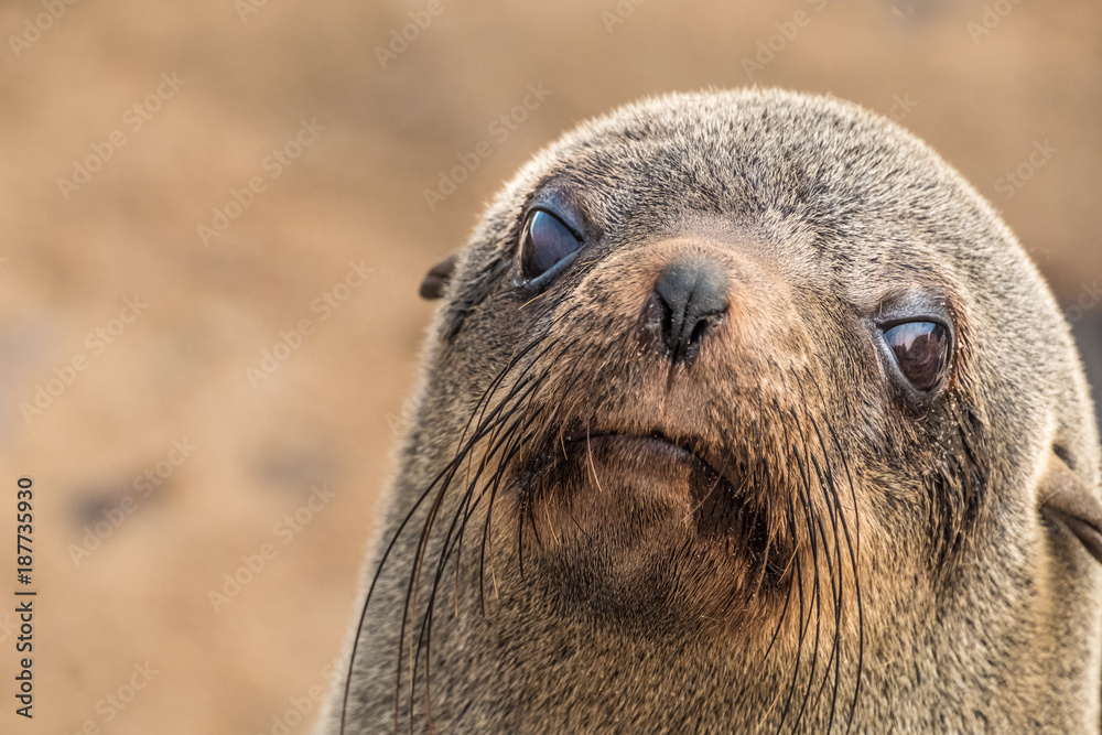 Cape Cross Seal Reserve in the Skeleton Coast, Namib desert, western Namibia. Home to one of the largest colonies of Cape fur seals in the world. Cape Cross Seal Reserve in the Skeleton Coast, Namib desert, western Namibia. Home to one of the largest colonies of Cape fur seals in the world.