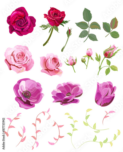 Set of roses, anemones, pink, red flowers and buds, green small twigs, leaves...