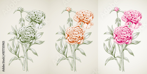 Panoramic view of peony: monochrome colored contour: red flowers, bud, green stems, leaves on vintage background. Botanical illustration for design. Digital draw in engraving style, etching, vector