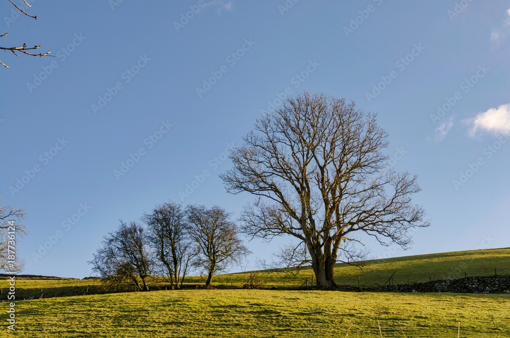 A row of deciduous trees in winter